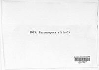 Plasmopara viticola image